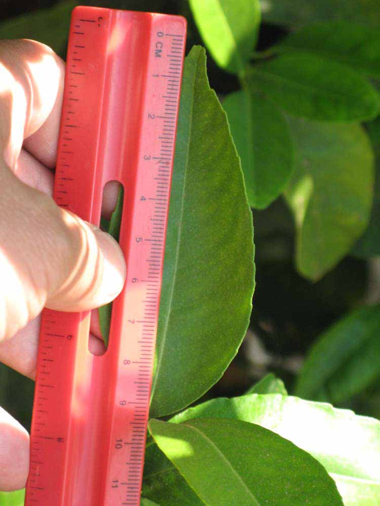              Unifoliolate leaf (South African, Riverside, CA)       